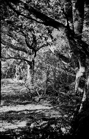 TREES IN GRAPERY IN S.E.WOOD NEAR STREAM